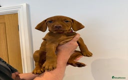 Hungarian Vizsla dogs for sale: KC regarding Hungarian Vizsla puppies - Image 37