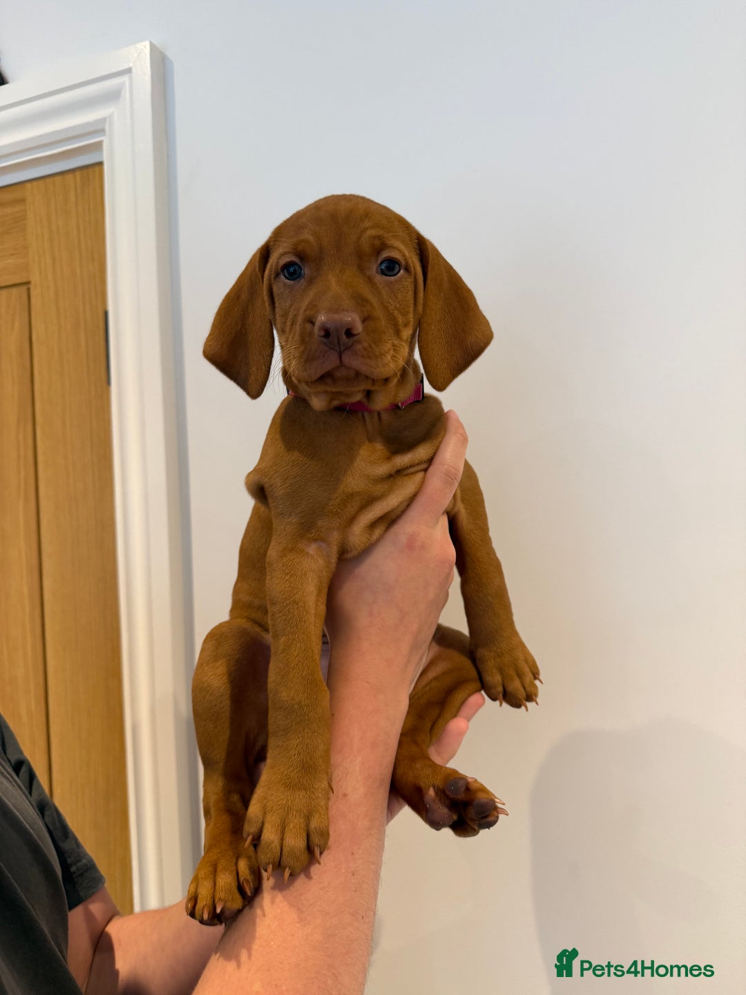 Hungarian Vizsla dogs for sale: KC regarding Hungarian Vizsla puppies - Image 37