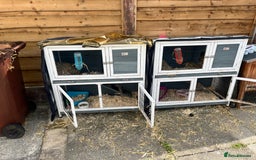 English rabbits for sale: 2 Rabbits Free - Image 8