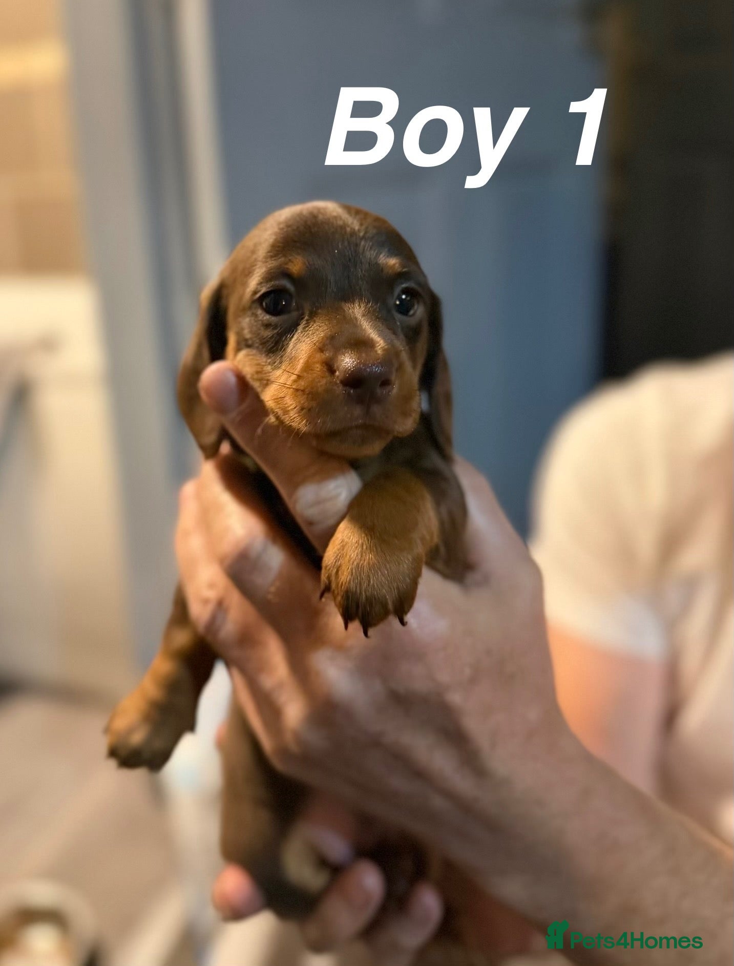 Miniature Dachshund dogs Ready in 2 weeks🤎KC Mini dachshunds - Advert 10