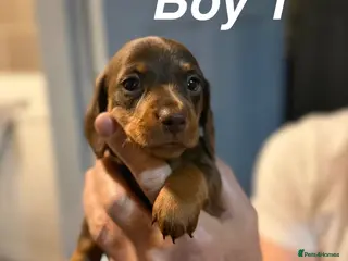 Miniature Dachshund dogs Ready in 2 weeks🤎KC Mini dachshunds - Advert 10