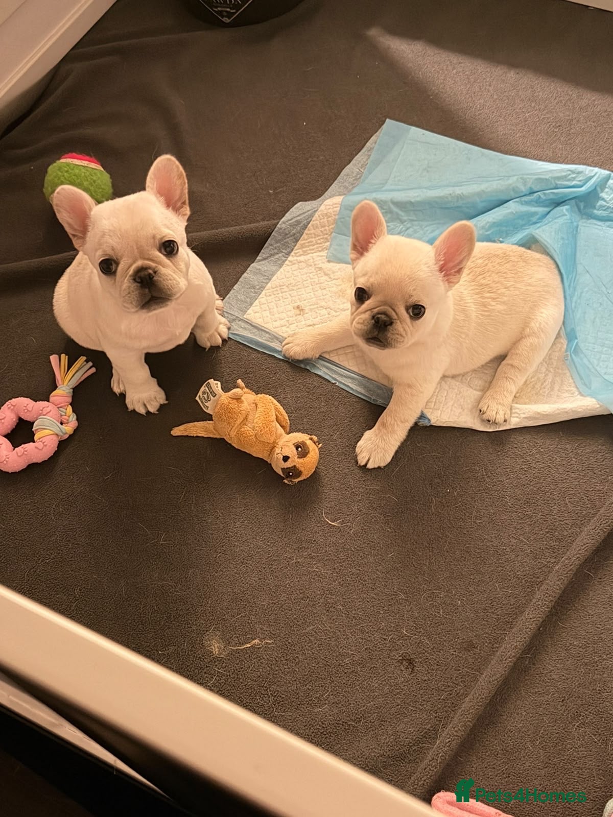 Frug dogs Beautiful frug girls for sale  - Advert 6