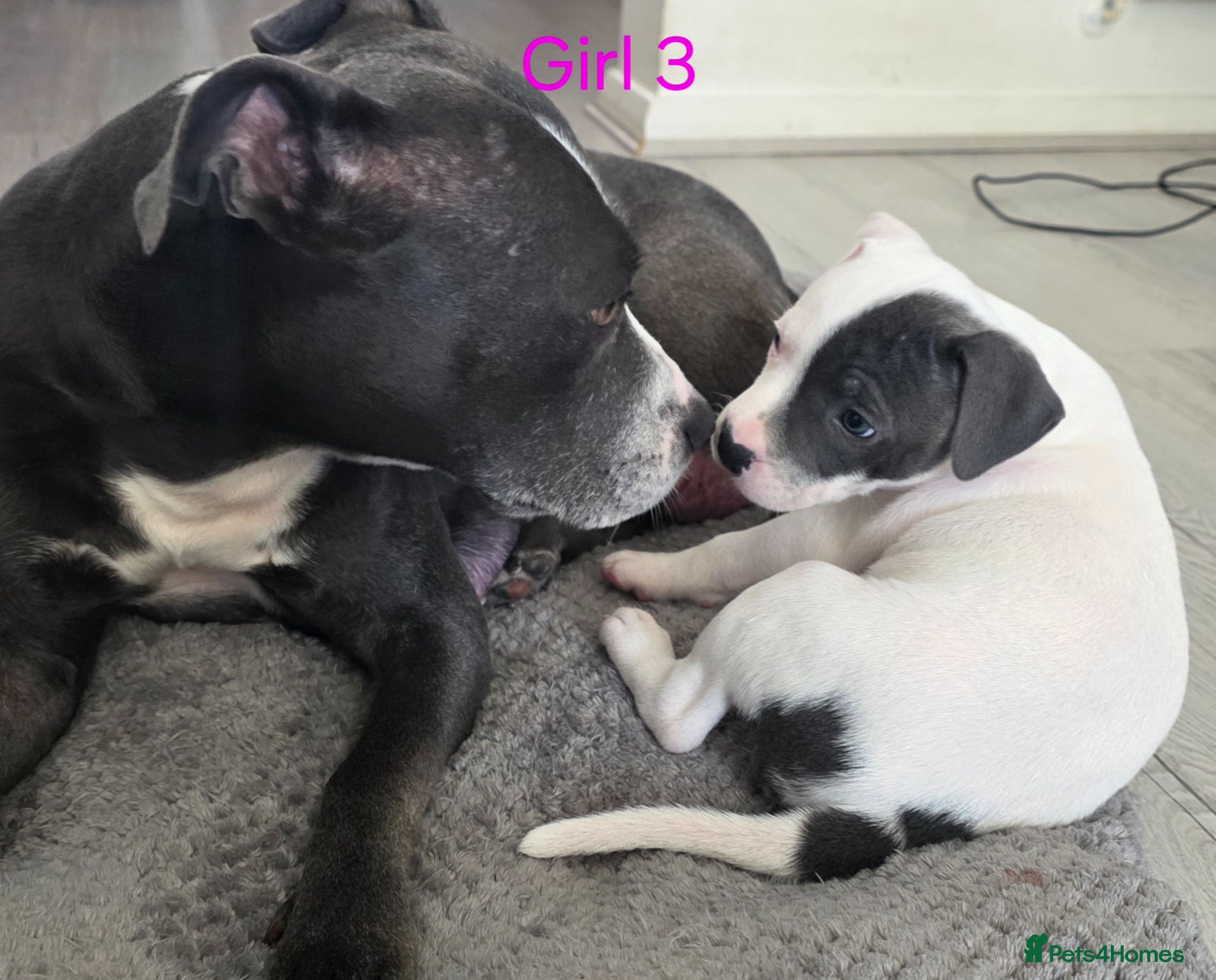 Staffordshire Bull Terrier dogs Litter of blue & blue/white staffie puppies  - Advert 9