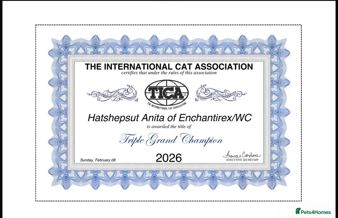 Devon Rex cats for sale: Enchantirex Devon Rex – 2026 Waiting List Now Open - Advert 2