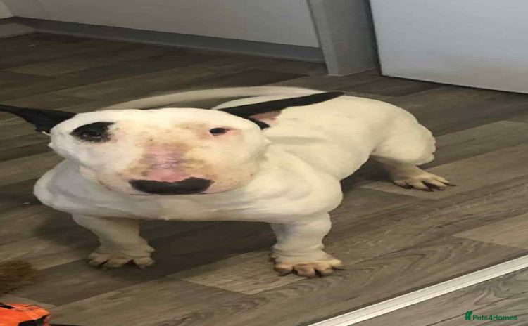 English Bull Terrier dogs - Advert 4