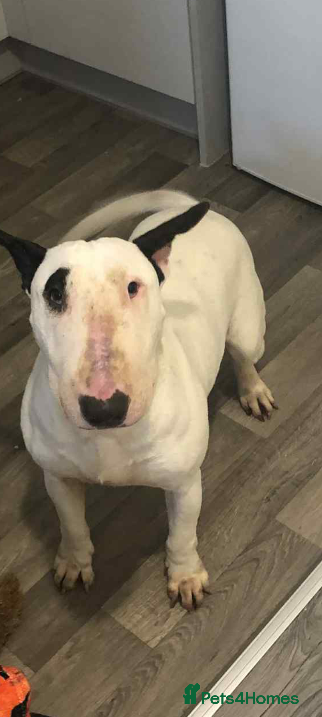 English Bull Terrier dogs for sale: English bull terrier  - Image 1