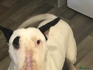 English Bull Terrier dogs - Advert 11