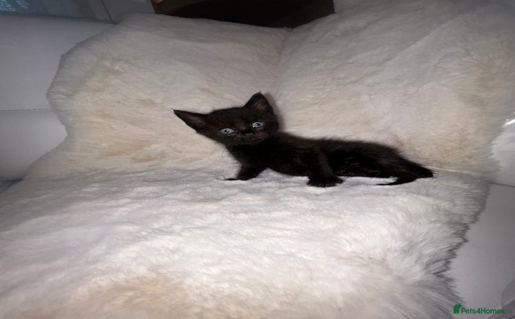 Siamese cats for sale - Advert 1