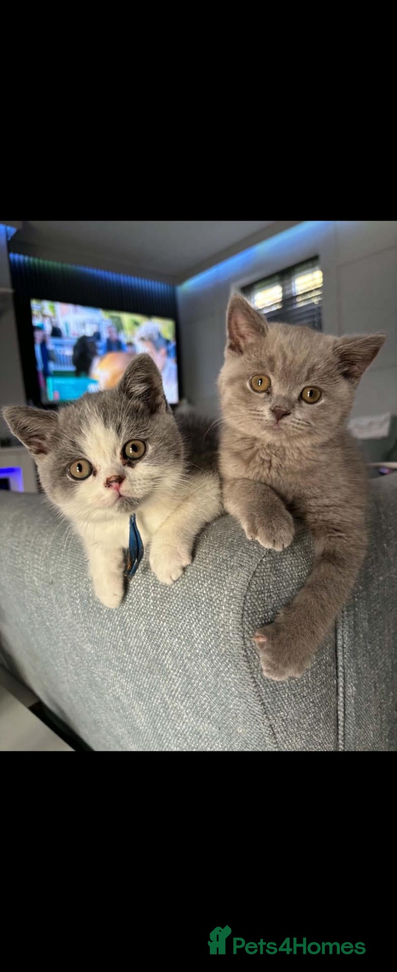 British Shorthair cats Still available Full British shorthairs ready now  - Advert 3