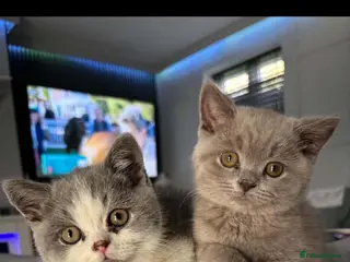 British Shorthair cats Still available Full British shorthairs ready now - Advert 3
