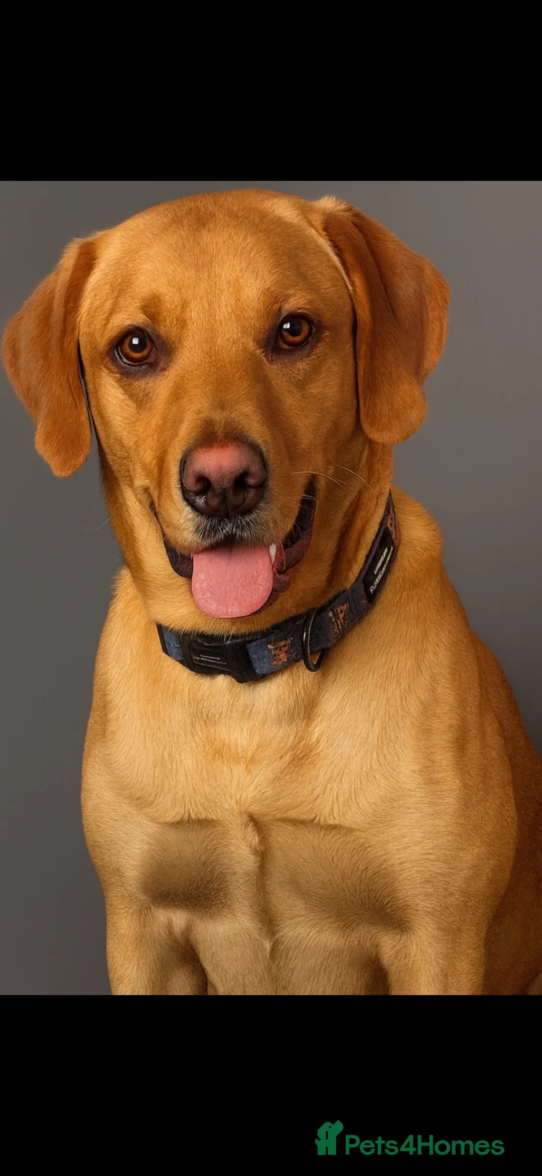 Labrador Retriever dogs for stud: Fox red Labrador stud in Hull - Advert 1