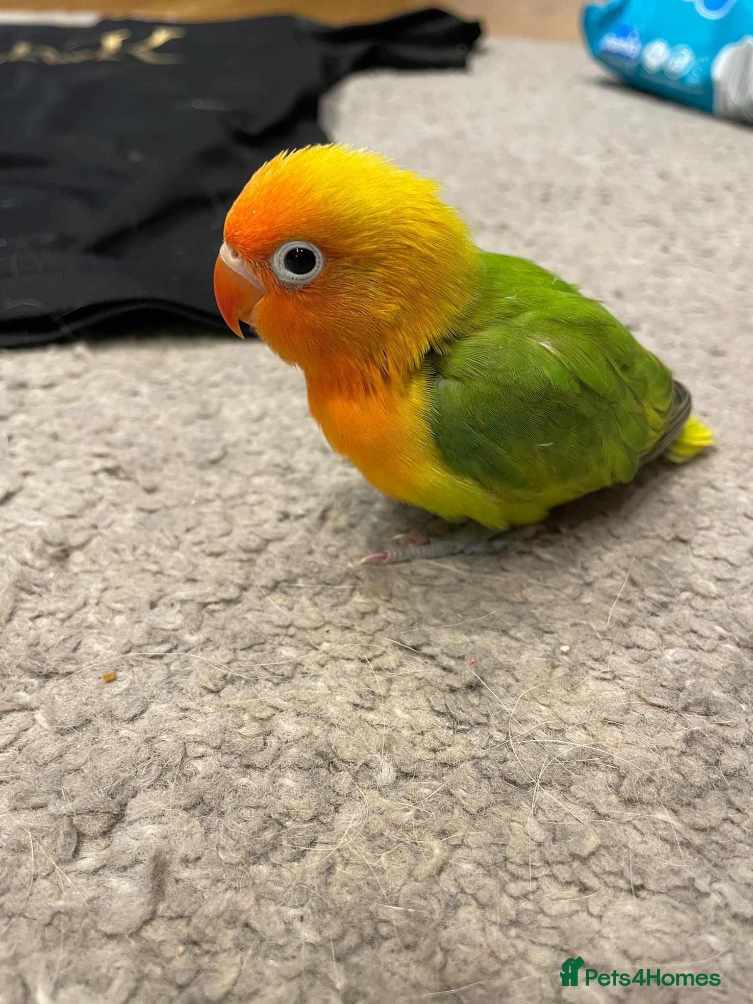 Lovebirds birds Beautiful hand-reared Fischer’s lovebirds  - Advert 12