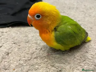 Lovebirds birds Beautiful hand-reared Fischer’s lovebirds - Advert 12