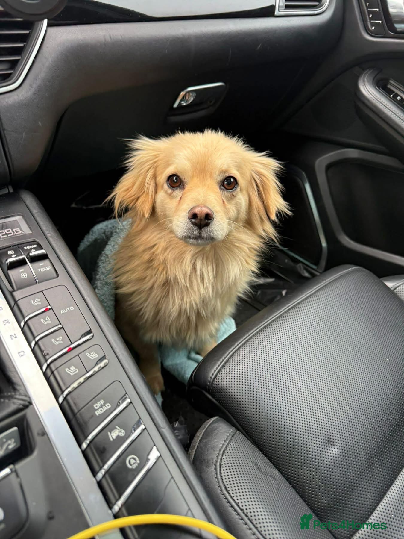 Mixed Breed dogs Lily - Norwich Norfolk  - Advert 17