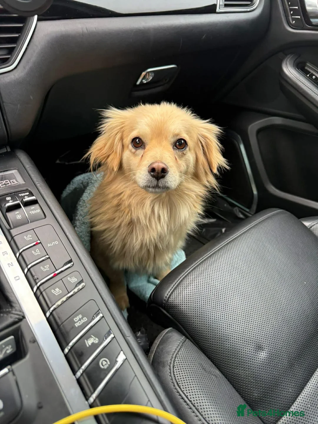 Mixed Breed dogs for adoption: Lily - Norwich Norfolk  - Advert 1