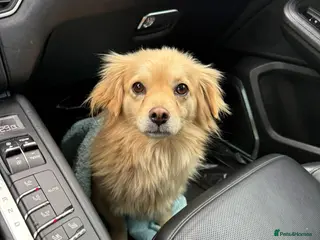 Mixed Breed dogs Lily - Norwich Norfolk - Advert 1