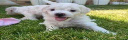 Bichon Frise dogs for sale: Bichon Frise 2 boys 3 girls - Advert 27