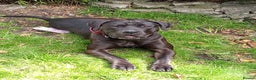 Presa Canario dogs for sale: Presa canario - Advert 2