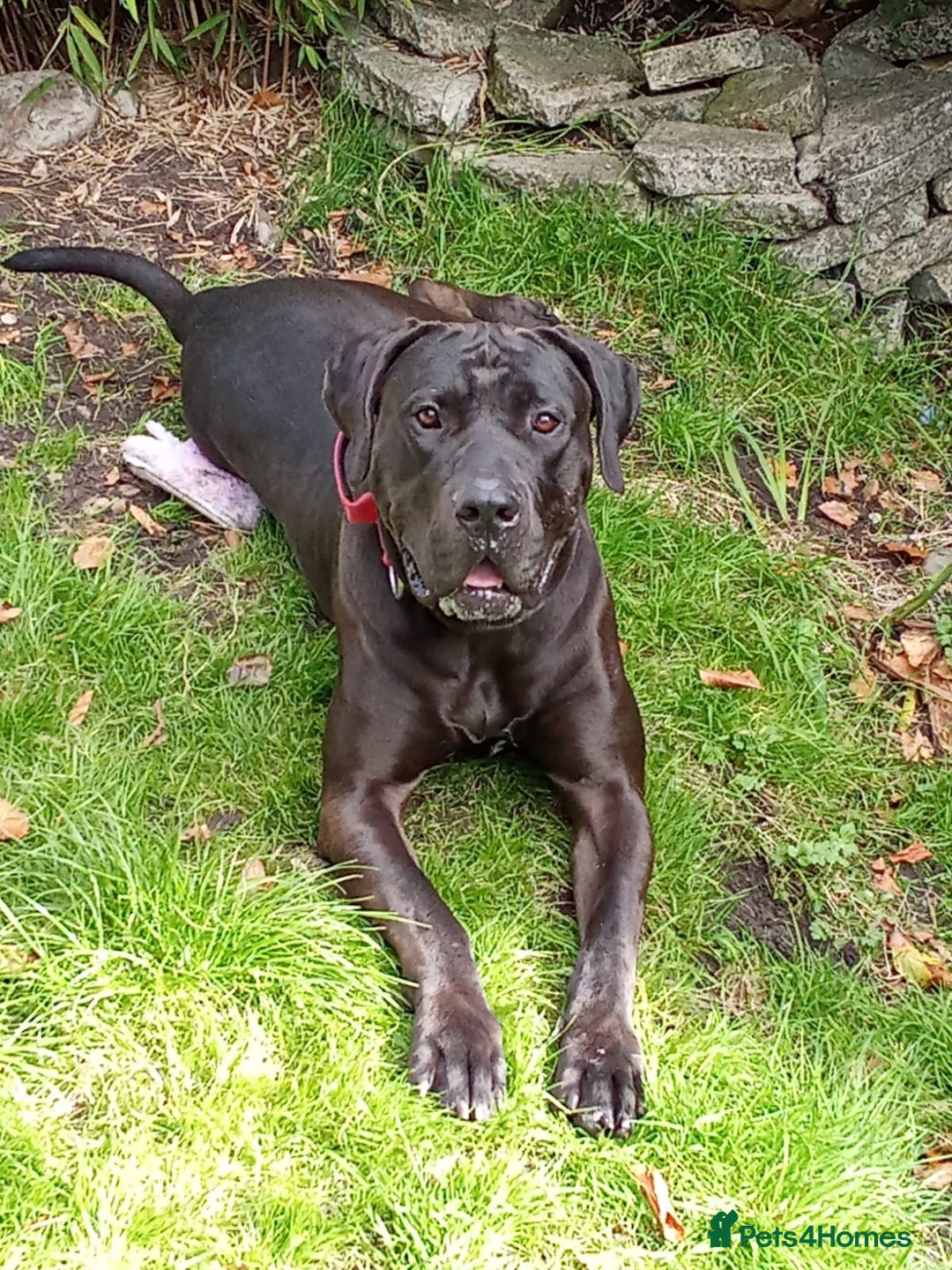 Presa Canario dogs for sale: Presa canario - Advert 2