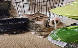 Mixed Breed cats for sale: 2 boys and 1 girl - Image 25