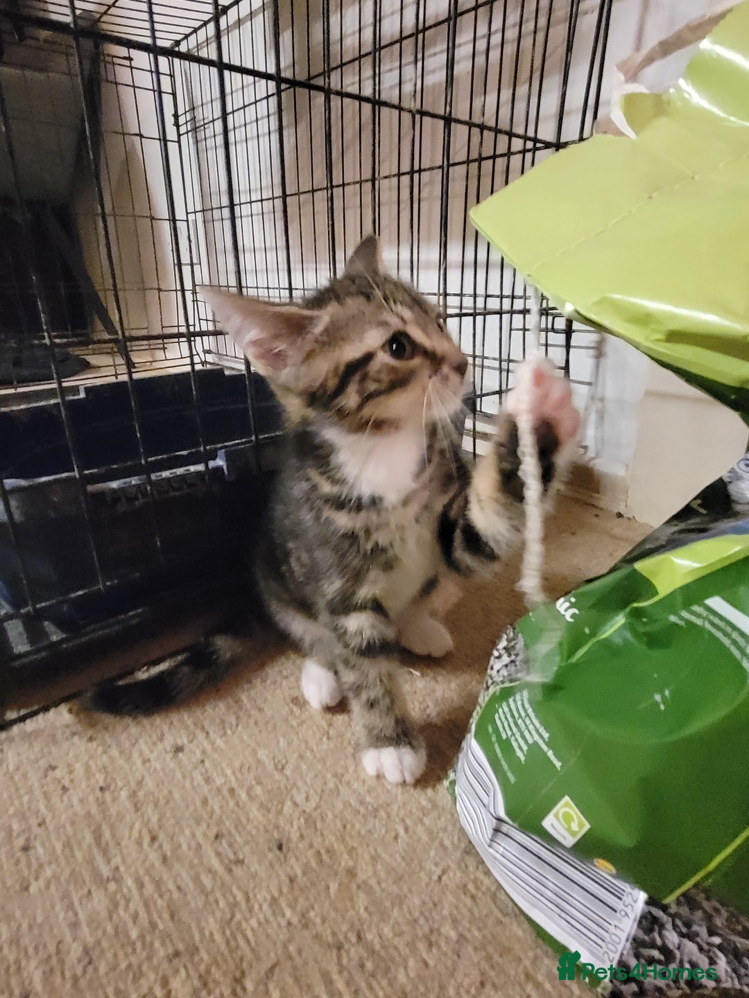 Mixed Breed cats for sale: 2 boys and 1 girl - Image 25