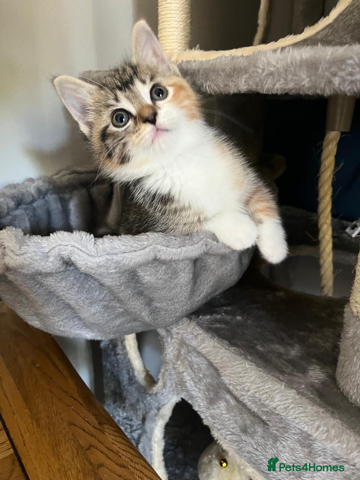 British Shorthair cats Half british shorthair kittens  - Advert 3