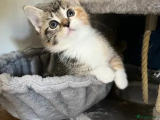 British Shorthair cats Half british shorthair kittens - Advert 3