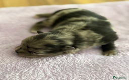 Pomeranian dogs for sale: BEAUTIFUL POMERANIAN PUPPIES  - Image 16