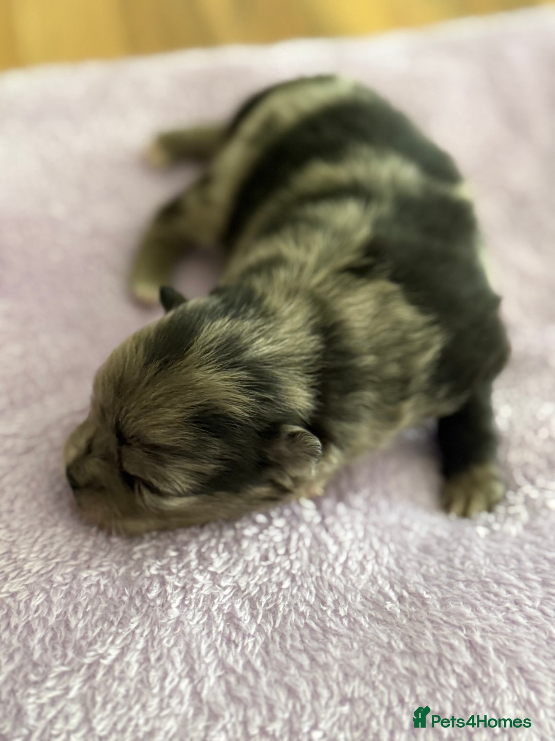 Pomeranian dogs for sale: BEAUTIFUL POMERANIAN PUPPIES  - Image 16