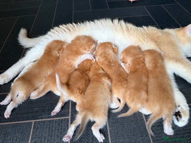 British Shorthair cats - Advert 4