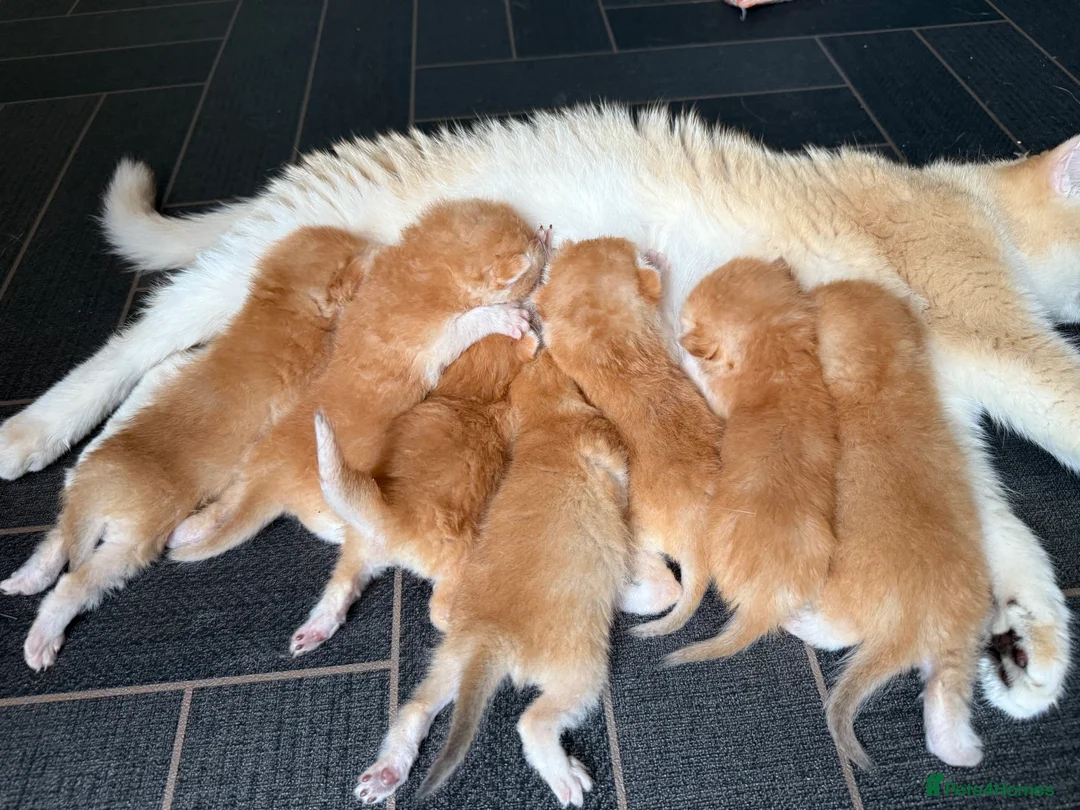 British Shorthair cats for sale: GCCF reg BSH Last Black Golden Female Kitten - Advert 6