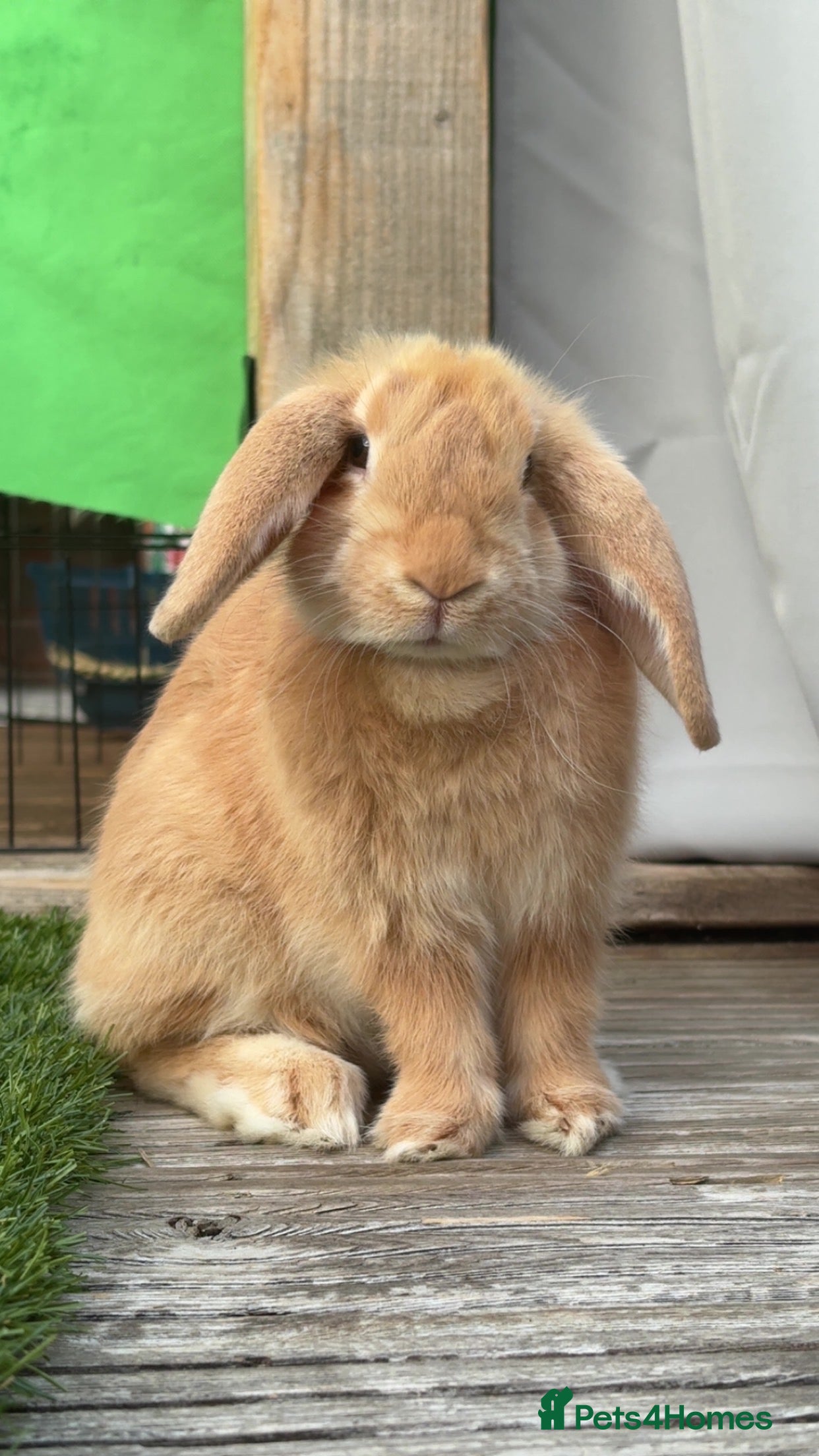 Mixed Breed rabbits Biscuit the rabbit  - Advert 3