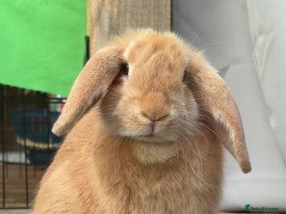 Mixed Breed rabbits Biscuit the rabbit - Advert 1