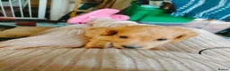 Cockapoo dogs for sale: 5 beautiful cockapoo puppies  - Advert 23