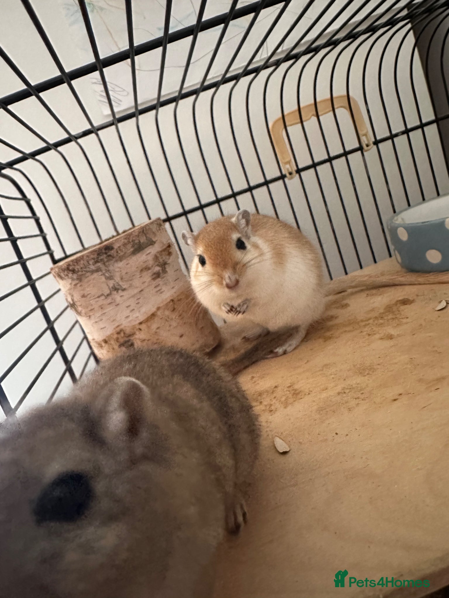 Gerbil rodents 2 male gerbils (brothers) - Advert 3