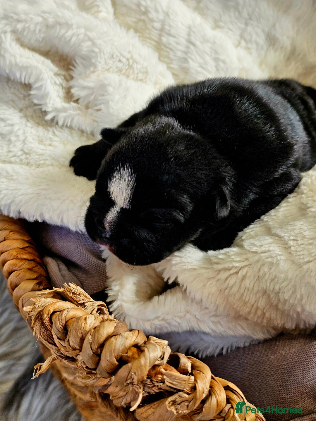 English Bulldog dogs for sale: KC Reg Champion Bloodlines 1 Girl Left £ 2800 - Image 19