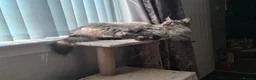 Maine Coon cats for sale: 2 year old Maine coon male cat in Kelty - Advert 6