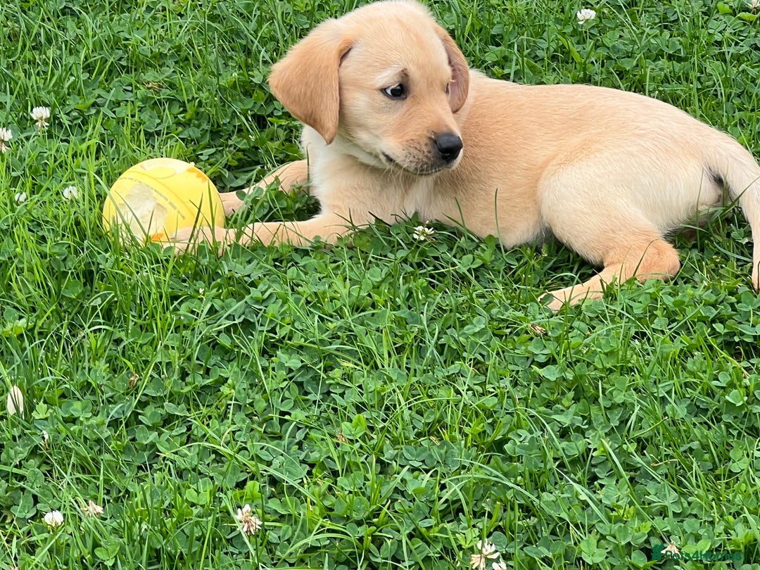 Goldador dogs for sale: Gorgeous Golden retriever/ labrador pups. - Image 8