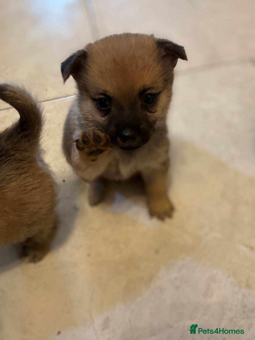 Mixed Breed dogs for sale: Jackaranian puppies - Advert 17