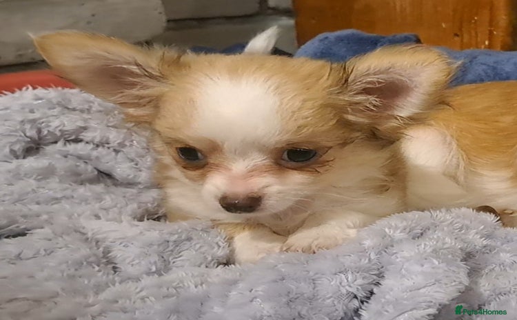 Chihuahua dogs - Advert 5