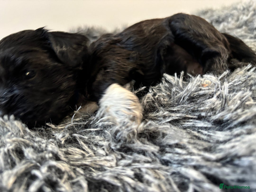 Mixed Breed dogs for sale: Beautiful Sproodle x Lhasa Apso Puppies - Advert 19