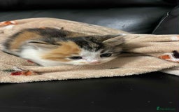 Mixed Breed cats for sale: Beautiful kittens READY NOW - Image 10