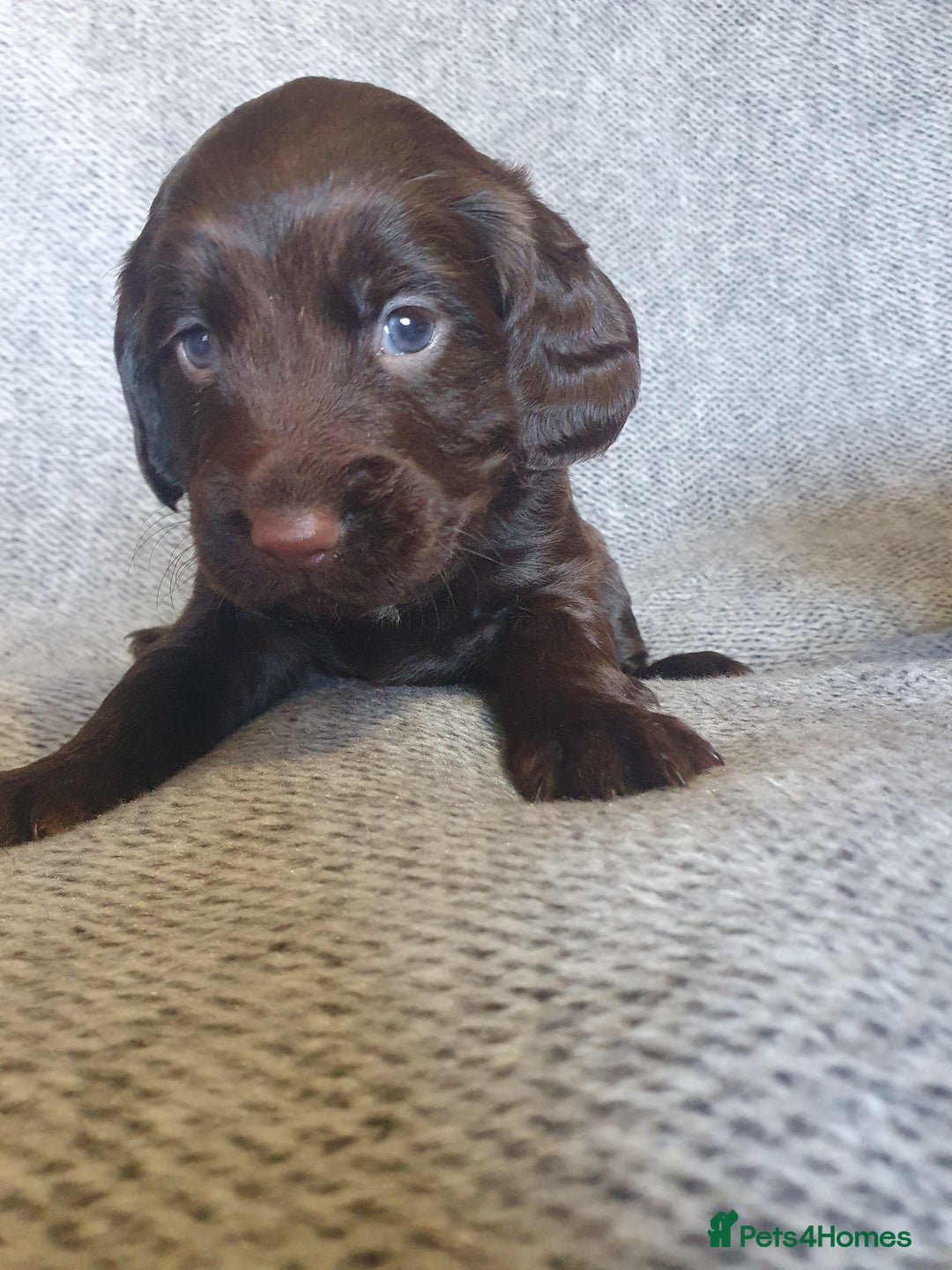 Cocker Spaniel dogs for sale: KC Registered Working Cocker Spaniel  - Advert 11