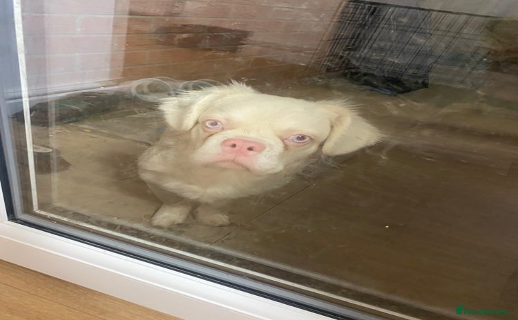 French Bulldog dogs Pink Fluffy Visual(Ice)🧊  REDUCED - Advert 4