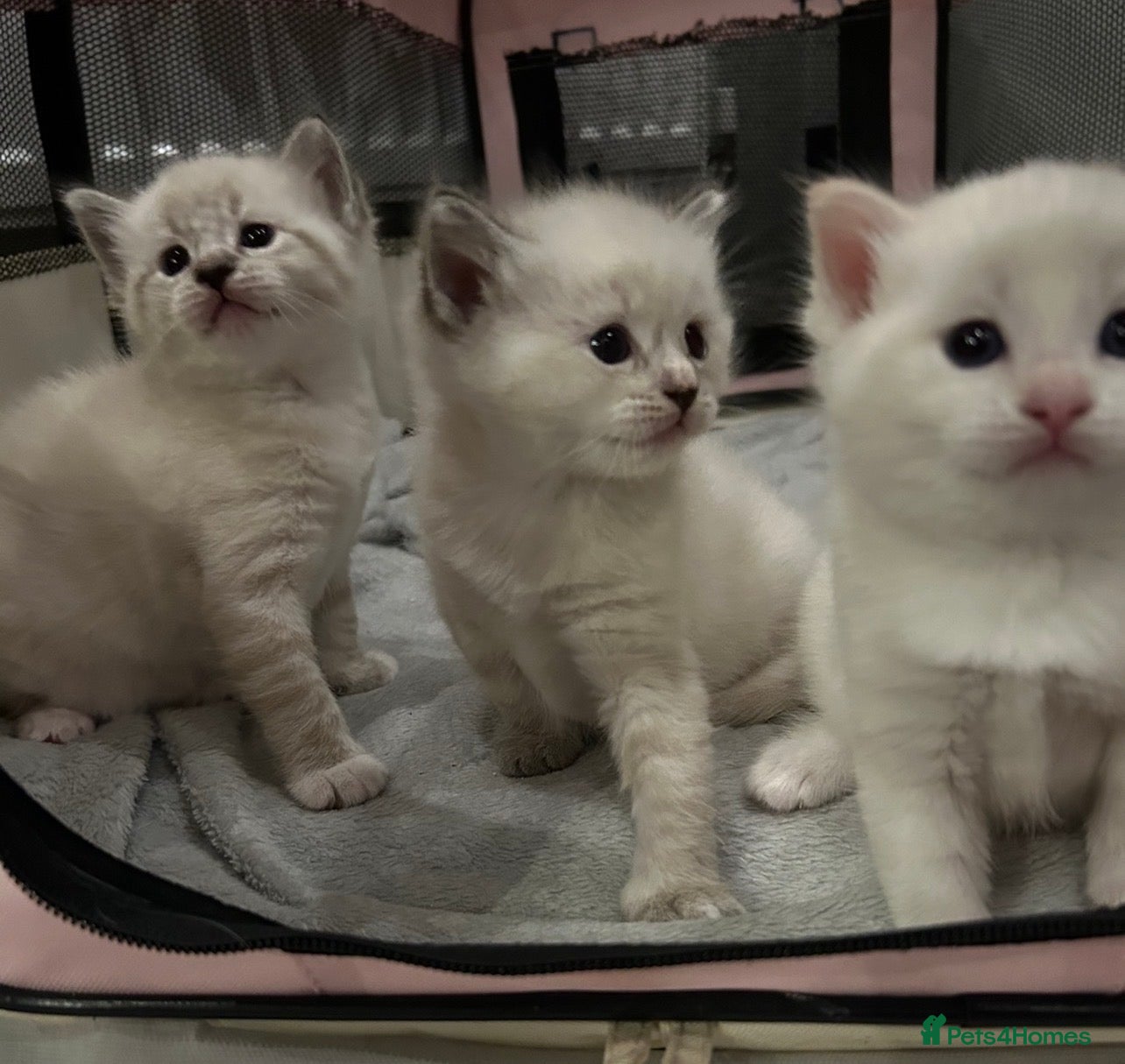 Ragdoll cats Ragdoll torie/flame/lynx x kittens - Advert 17