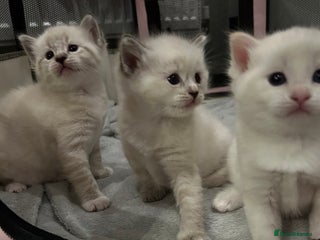 Ragdoll cats Ragdoll torie/flame/lynx x kittens - Advert 17