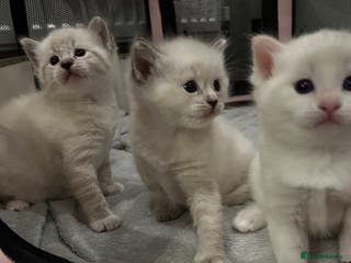 Ragdoll cats Ragdoll torie/flame/lynx x kittens - Advert 2