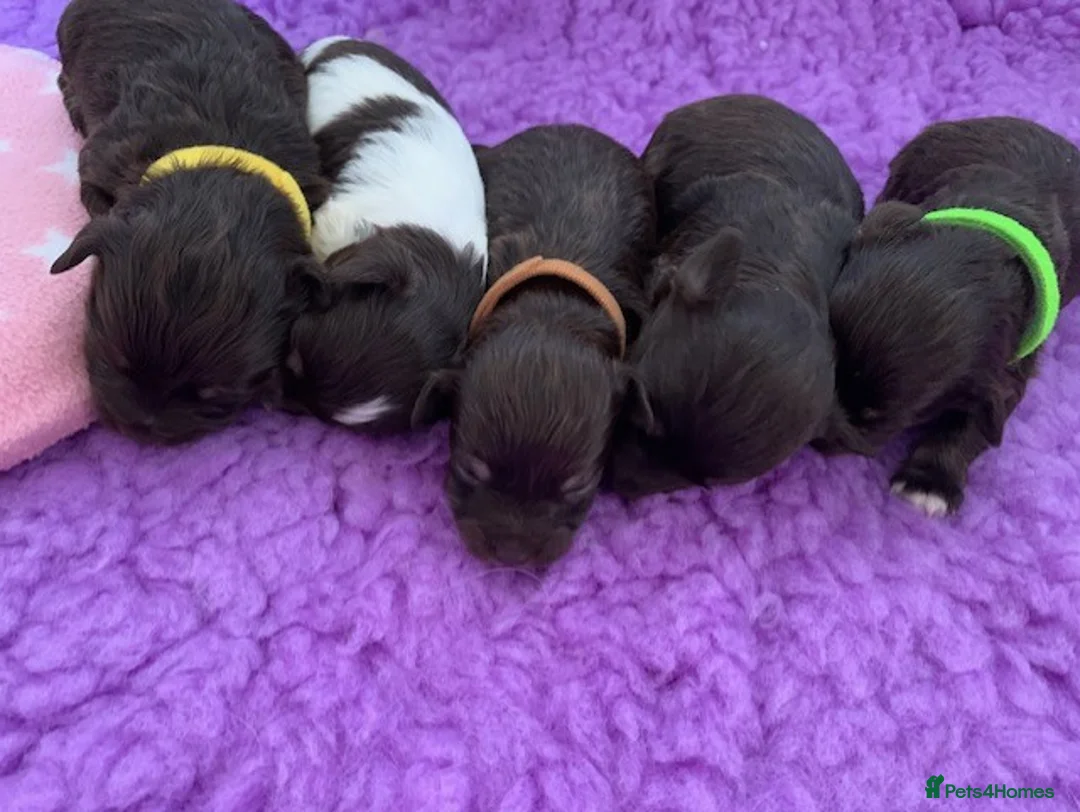 Miniature Schnauzer dogs for sale: 5* LICENSED KC MINI/TOY CHOCOLATE LITTER - Advert 13