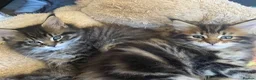 Maine Coon cats for sale: Tufty ears and big paws  - Advert 14