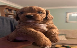 Cavapoo dogs for sale: Gorgeous Cavapoo's 2 available  - Image 23